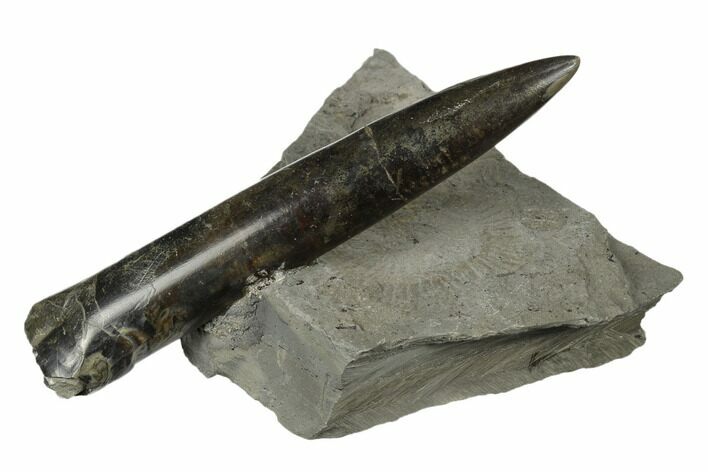 Jurassic Belemnite (Passaloteuthis) Fossil - Germany #177657